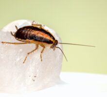 The Best Roach Repellent